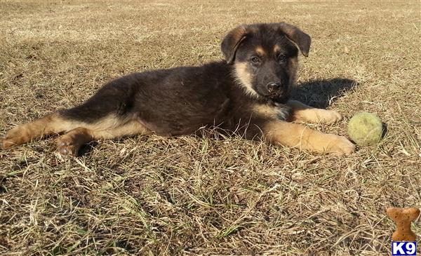 german shepherd puppy posted by Halo German Shepherds